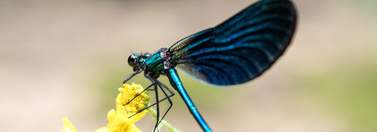 AM2018__0001_5 2018_AlteMarche_phCrippi_HQP1011543